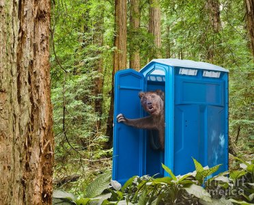 bear-pooping-in-woods-john-lund.jpg