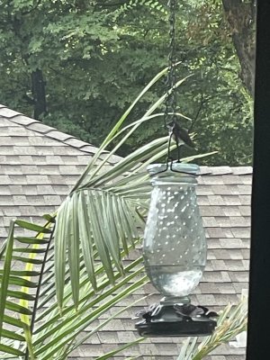 IMG_3227.jpeg