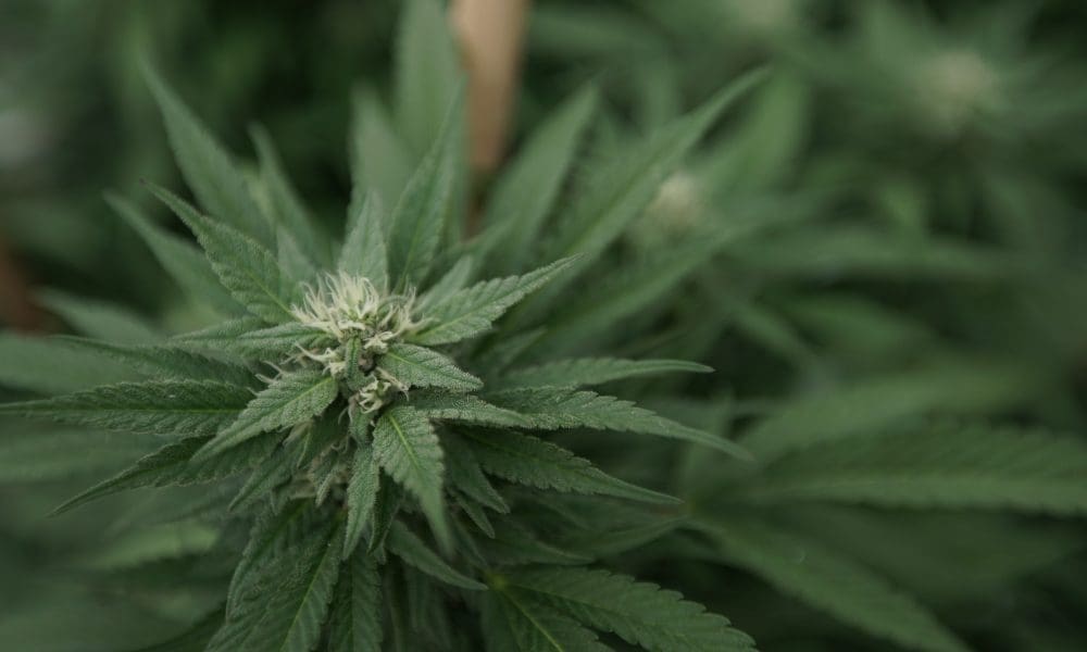 www.marijuanamoment.net